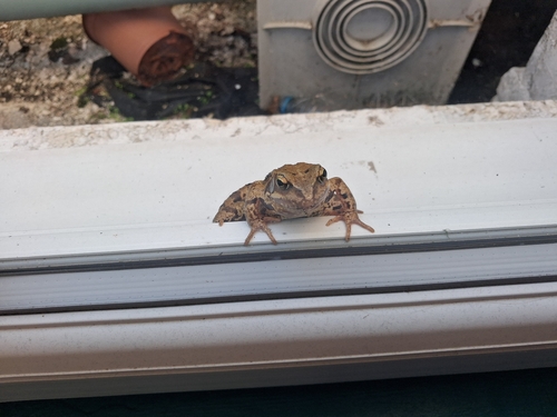 European Common Frog