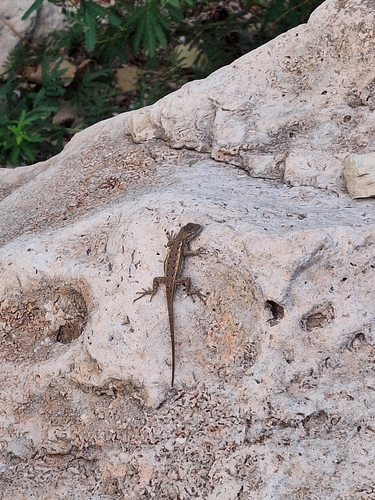 Prairie Lizard