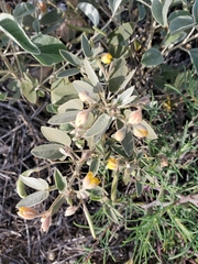 Senna bauhinioides