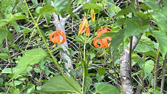 Lilium superbum