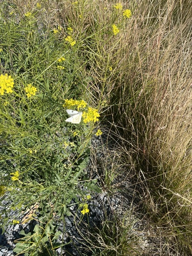 Western White