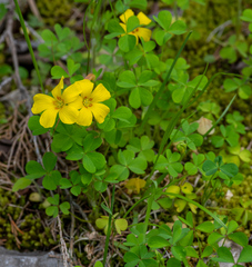 Oxalis macrantha