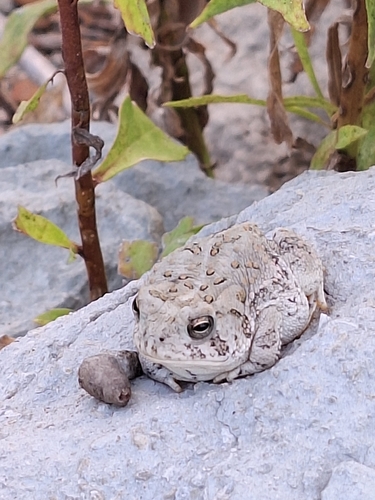 Woodhouse's Toad
