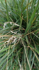 Poa pratensis, photograph (c) Marcin Dyderski, some rights reserved (CC BY)
