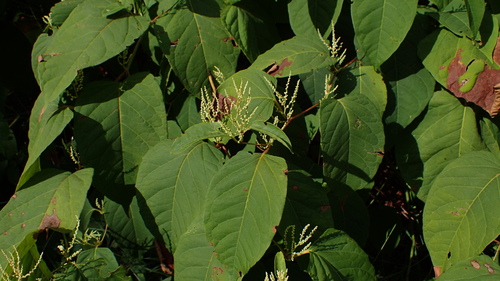 Reynoutria sachalinensis, photograph 3