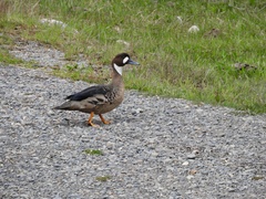 Speculanas specularis