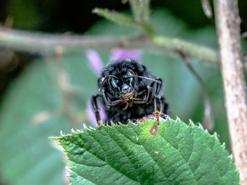 Red-tailed Bumble Bee, photo 5 of 8