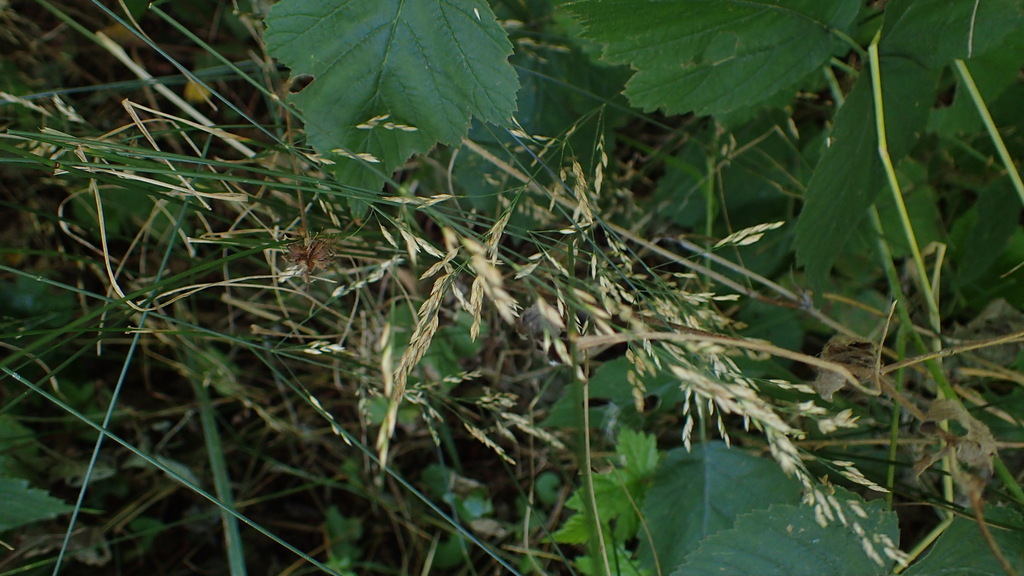 Poa nemoralis; photograph (c) Marcin Dyderski, some rights reserved (CC BY)