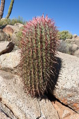 Ferocactus gracilis gracilis