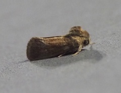 Acrolophus plumifrontella