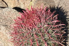 Ferocactus gracilis gracilis