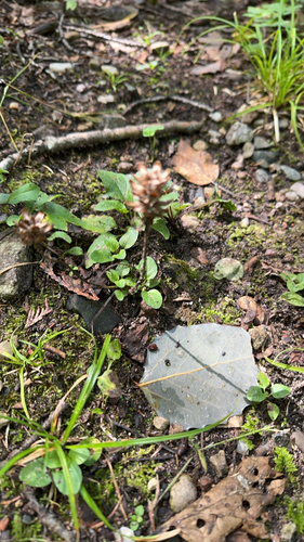 common selfheal