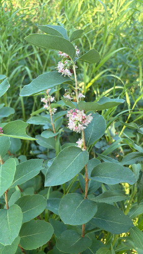 Western Snowberry