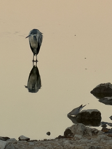 iNaturalist image