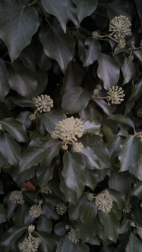 common ivy