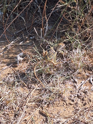 Eastern Collared Lizard