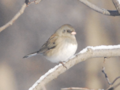 Junco hyemalis