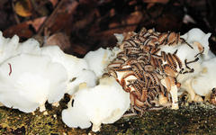 Pselaphacus rubricatus