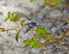 Bombylius incanus