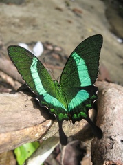 Papilio palinurus palinurus