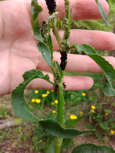 Dock Aphid photo 3