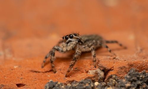 Tan Jumping Spider