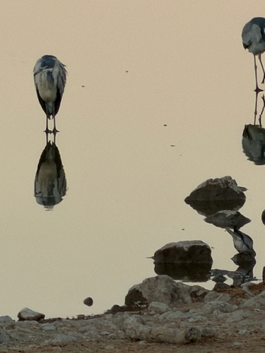 iNaturalist image