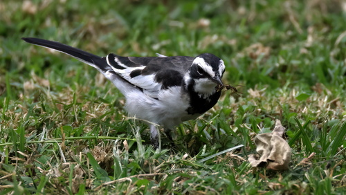 iNaturalist image