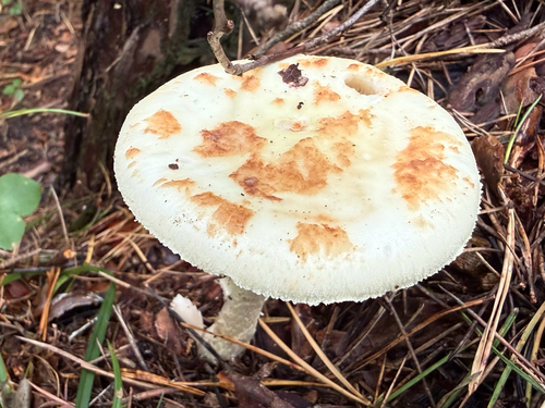 False Death-cap