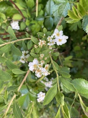 Spiraea × vanhouttei