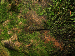 Scelimena gombakensis