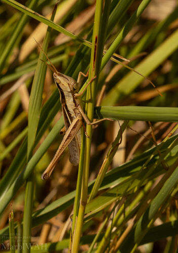 Two-striped Mermiria