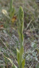 Himantoglossum caprinum
