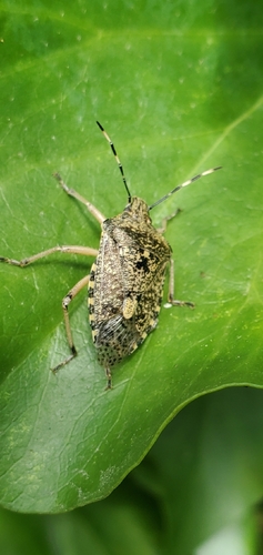 Mottled Stink Bug