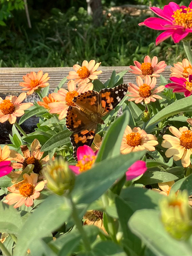 Painted Lady