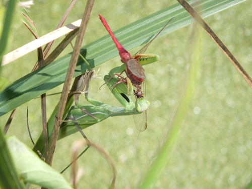European Mantis