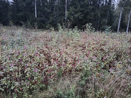 Himalayan balsam