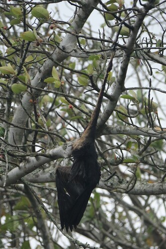 iNaturalist image