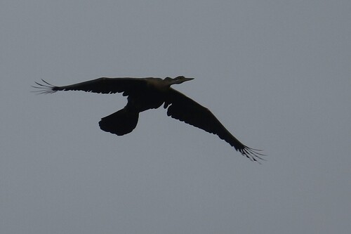 iNaturalist image