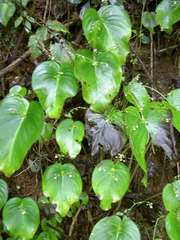Monophyllaea