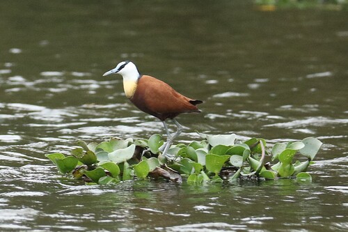 iNaturalist: (c) Sharon Louw, some rights reserved (CC BY-NC), uploaded by Sharon Louw iNaturalist image