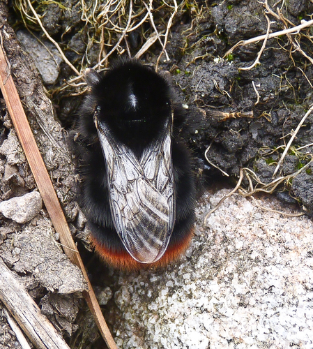 Foto von Steinhummel