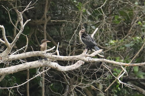 iNaturalist image
