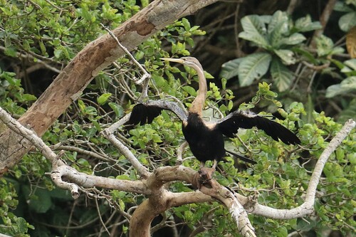 iNaturalist image