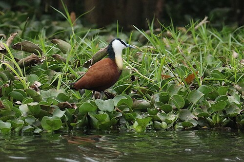 iNaturalist image
