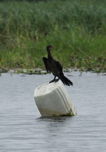 iNaturalist image