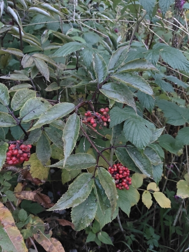 red-berried elder
