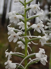 Platanthera nivea