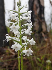 Platanthera nivea
