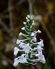 Platanthera nivea